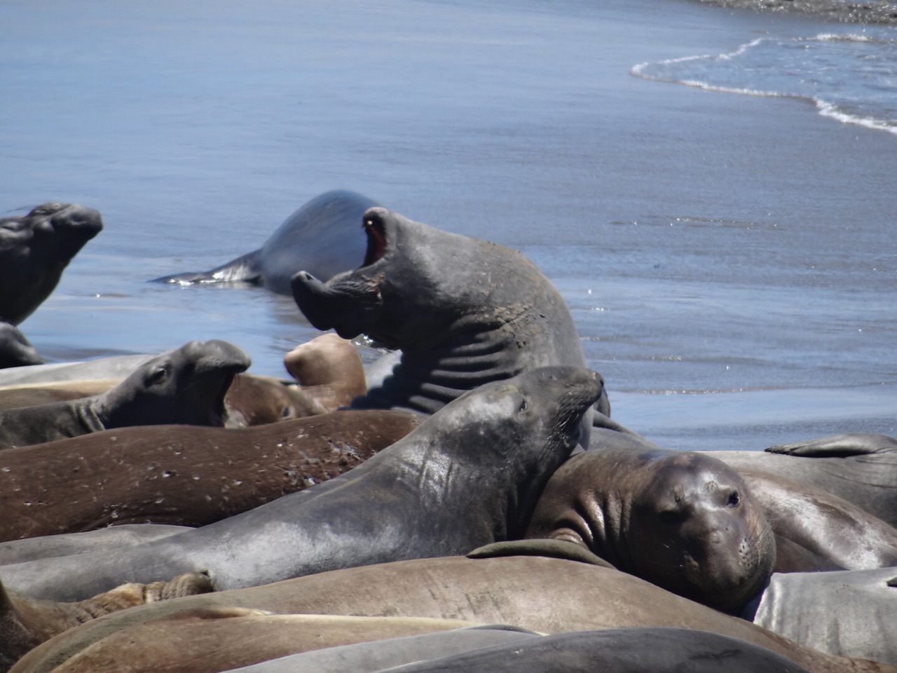 Elephant Seal