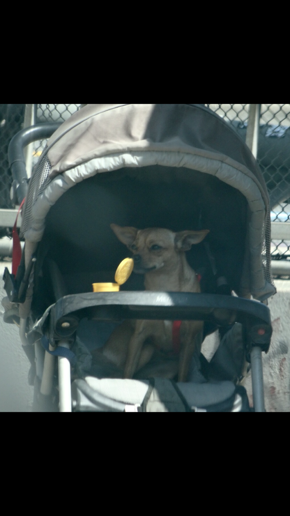 dog in stroller