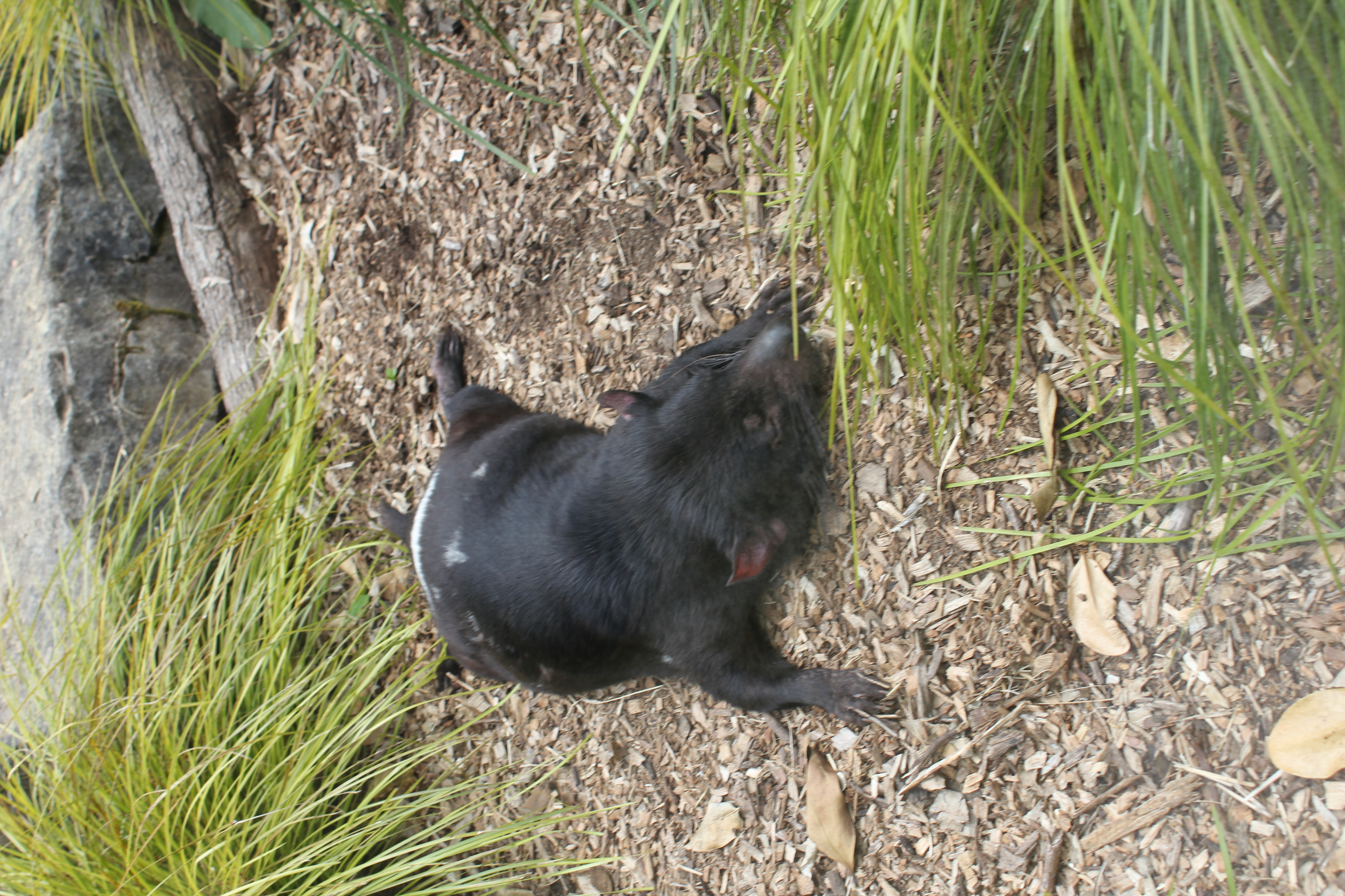 A tazmanian Devil