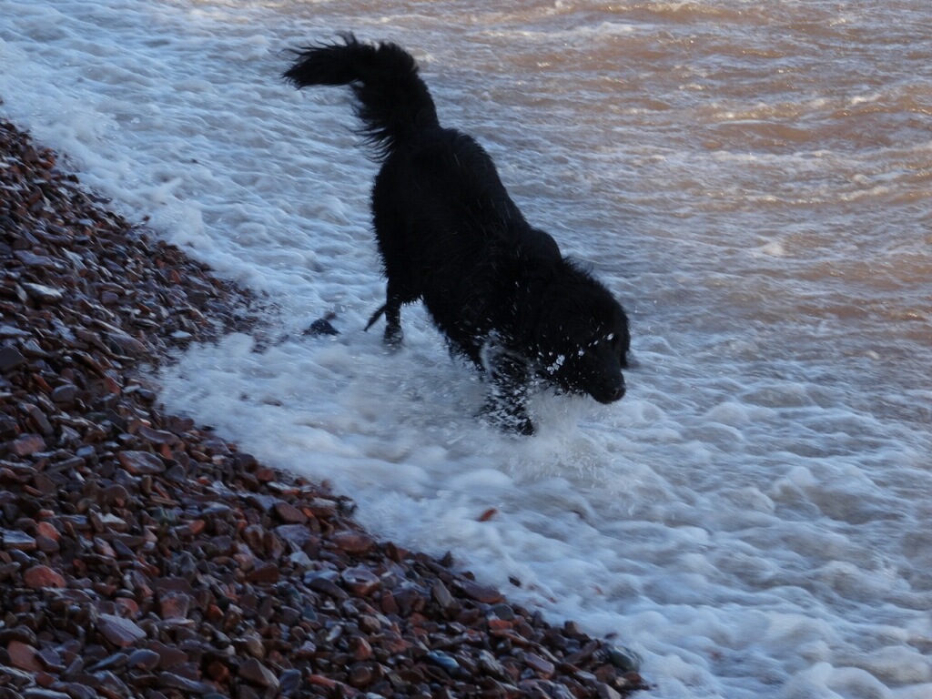 Bear playing in the water. 