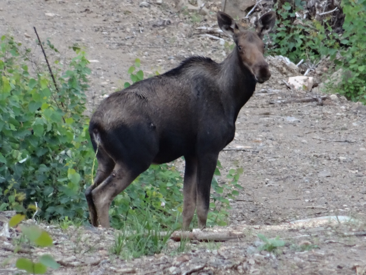 Moose pee