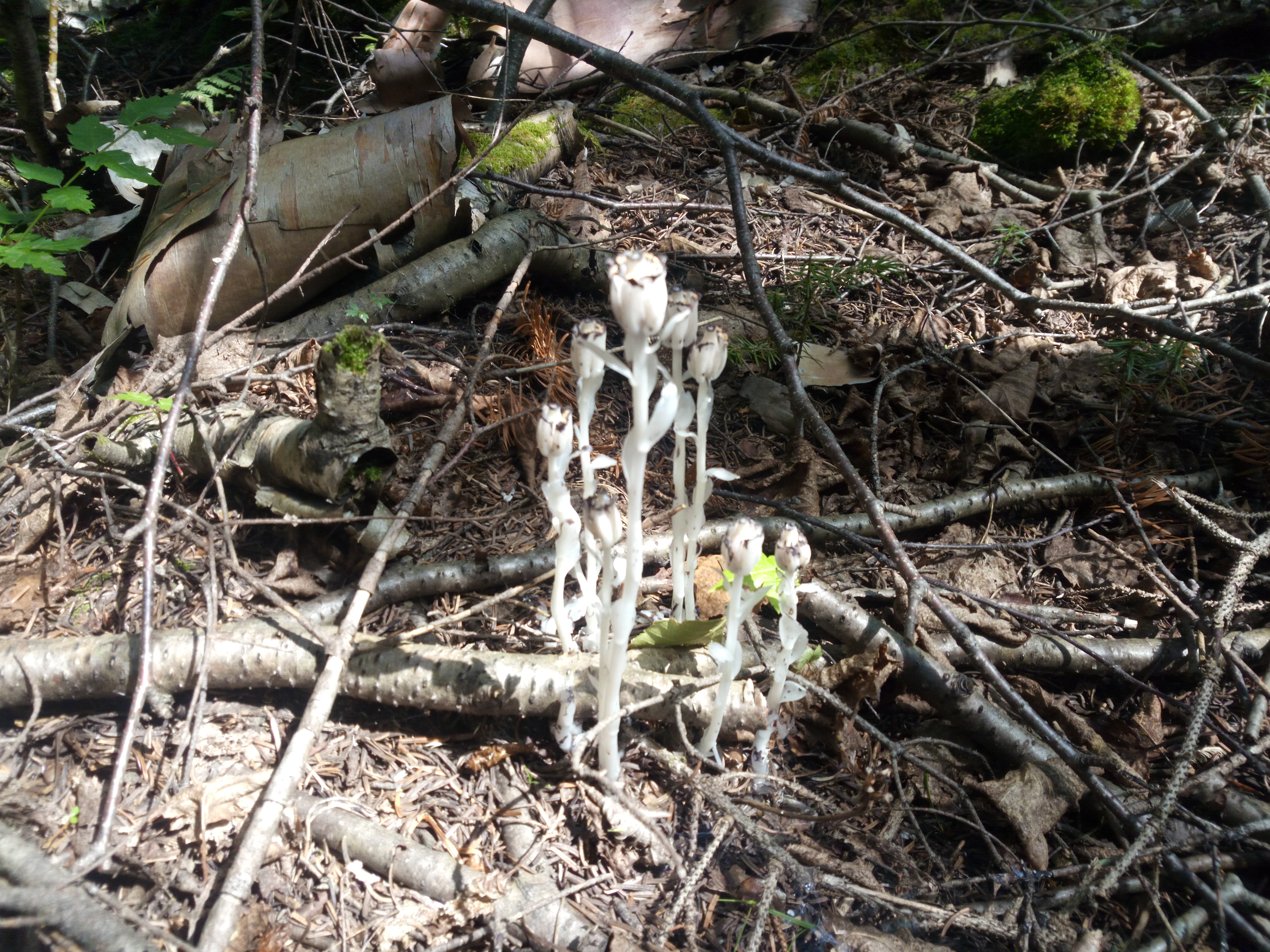 Indian Pipe